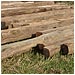 Oak Beams